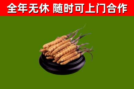 册亨回收散虫草